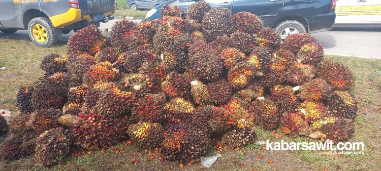 Pertama Diluncurkan, Disbun Riau Tetapkan Harga Sawit Swadaya Naik Jadi Segini