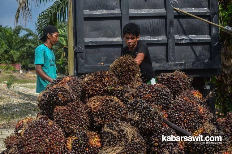 Harga CPO di Riau Minggu Ini Naik, Kernel Jeblok!