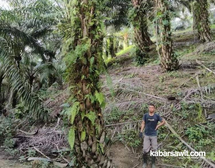 Petani Sawit di Bengkulu Kapok Beli Pupuk Sistem MLM