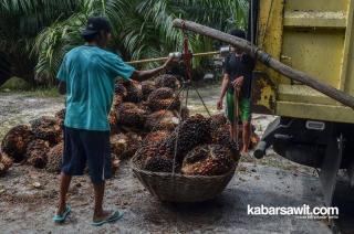 Biar Jera, Petani Sawit Ajak Seluruh Masyarakat Indonesia Boikot Produk Eropa 