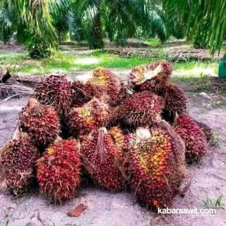 Petani Sawit di Bengkulu Selatan Keluhkan Harga TBS Makin Tak Karuan