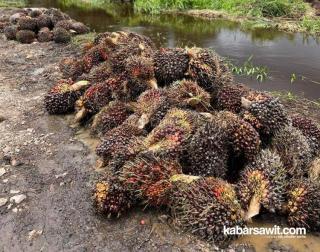 Sesuai Prediksi, Harga Sawit di Sumsel Turun Jadi Rp2.120,13/Kg