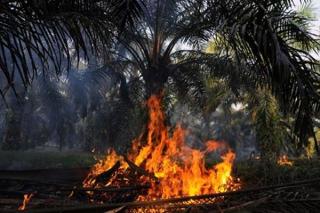 Bantah Tudingan Terhadap Perusahaan Sawit, GAPKI Pastikan Anggota Komit Cegah Karhutla 