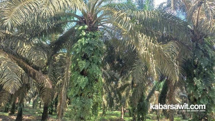 Izin Perkebunan Sawit di Kaltim Banyak Bermasalah, Pemerintah Mesti Tegas, Ambil Alih Beri ke Petani Swadaya!