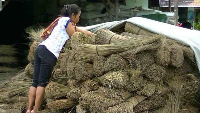 Peluang Cuan Lidi Sawit Harus Dimanfaatkan Petani 