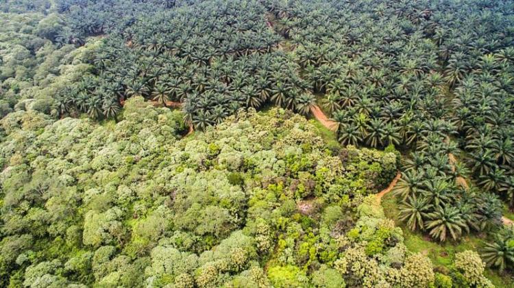 Sawit Dalam Kawasan Hutan Berpotensi Dikembalikan ke Negara