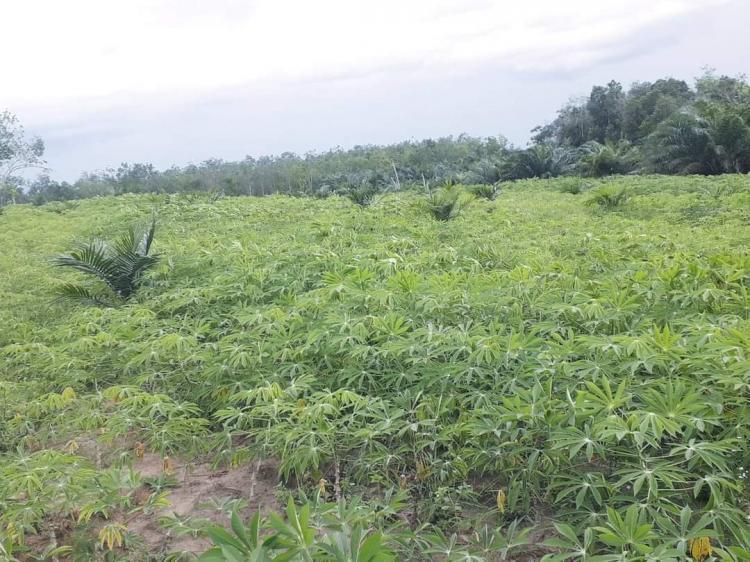 Menguntungkan! Tanaman Ini Dapat Menambah Penghasilan Petani Sawit