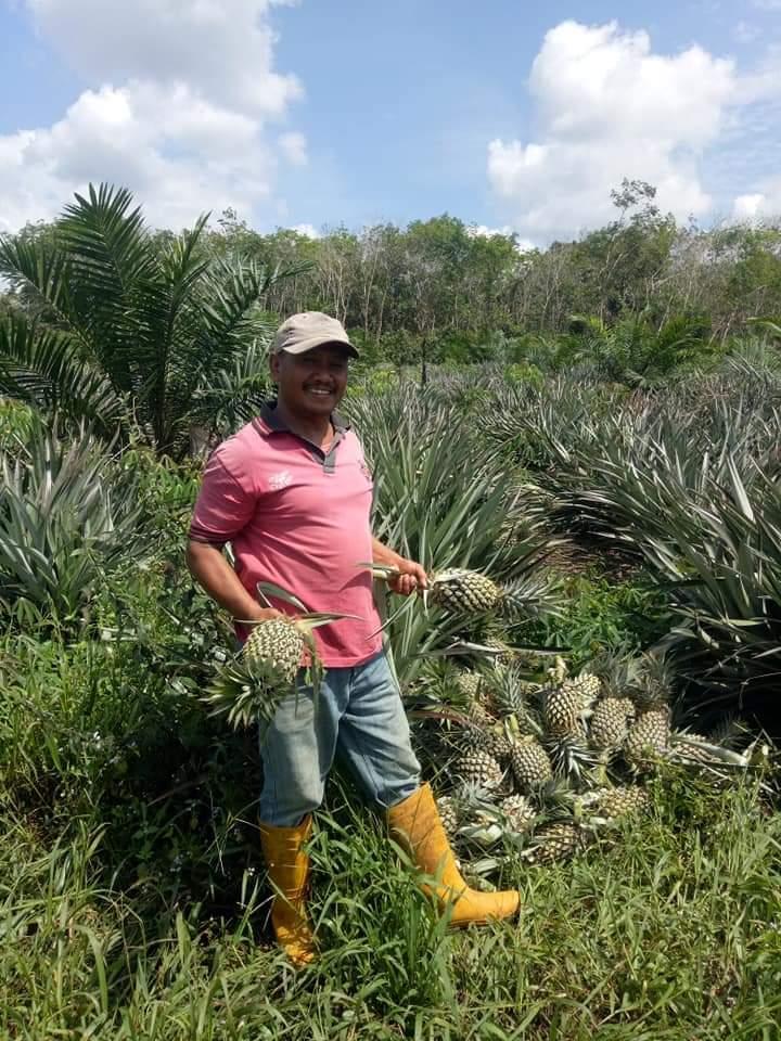 Untung! Petani Sawit Integrasikan Nenas dan Kelapa Sawit