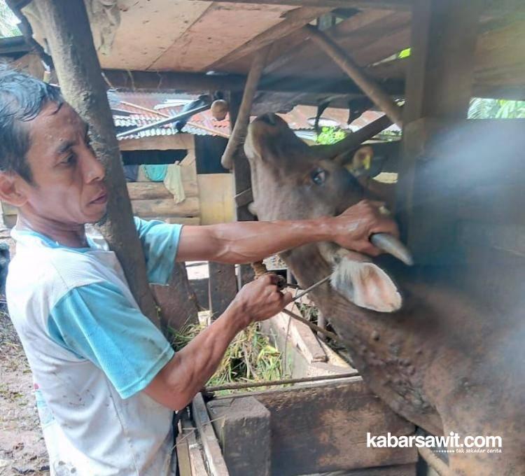 Petani Sawit di Bengkulu Tak Perlu Takut LSD