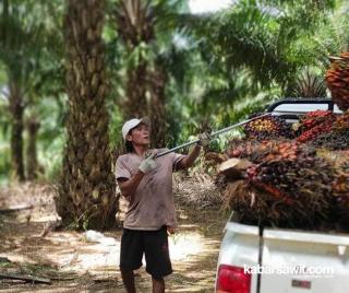 Petani Sawit Bisa Dapat Cuan Lewat Pola Tumpang Sari Budidaya Jahe 