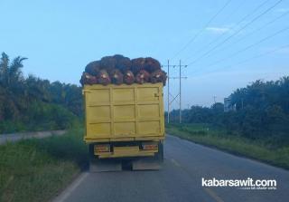 Sektor Sawit Dominasi Penerimaan Pajak Riau 