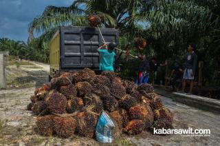 Harga Sawit di Aceh Utara Makin Dalam, Petani Harap Pemerintah Tak 