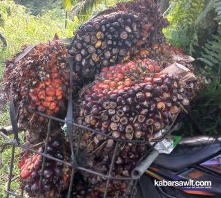 Berikut Perusahaan yang Menjadi Acuan Penetapan Harga Sawit Kemitraan Swadaya di Riau