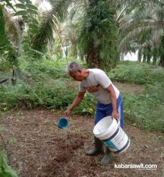 Jangan Salah! Memupuk Berlebihan Juga Bikin Sawit 