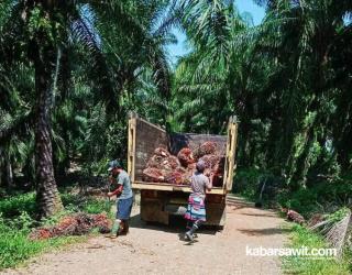 Petani Bengkulu Rindu Harga Sawit di Atas Rp2.000/Kg