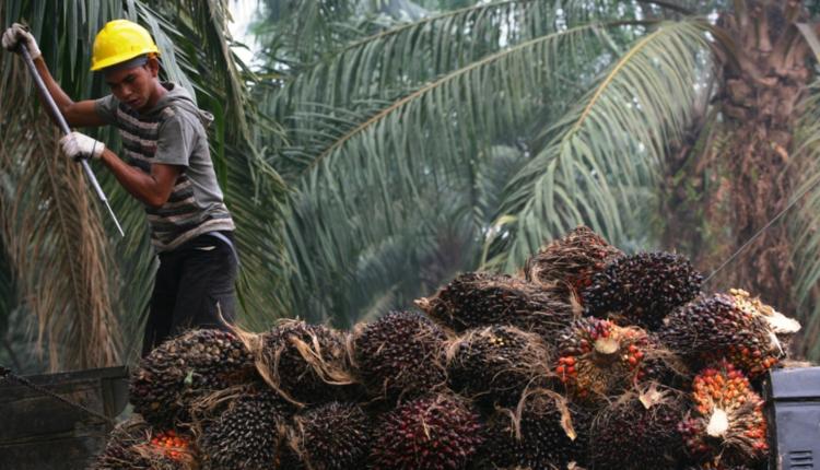 Begini Cara Perusahaan Sawit Menambah Wawasan Petani!