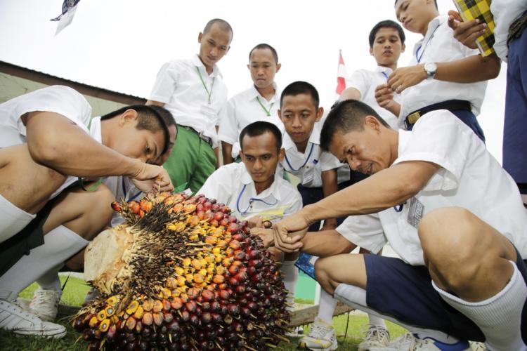 Ditjenbun : Perbanyak Pelatihan Petani Sawit Menjelang Sertifikasi ISPO