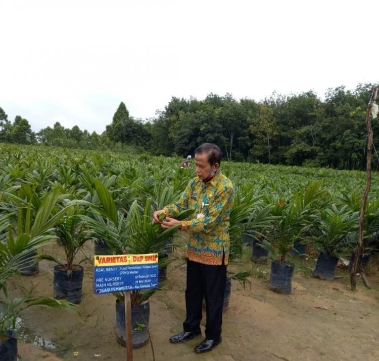 Pemerintah Distribusikan 22.400 Bibit Sawit Bersertifikat Gratis untuk Petani