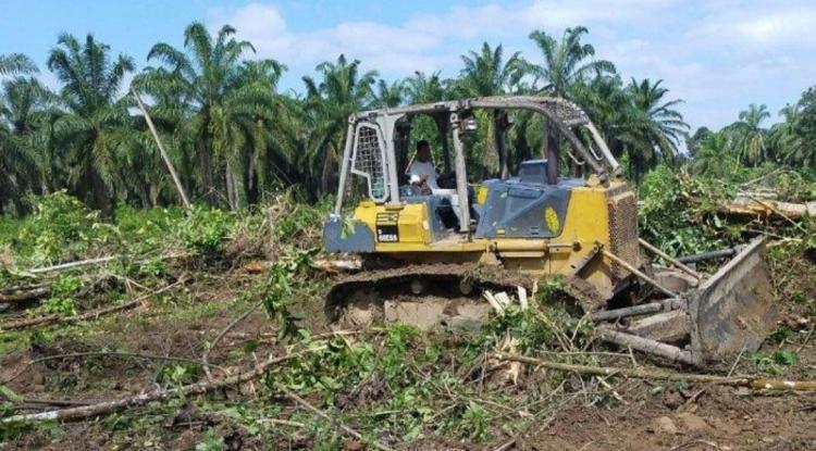 500 Hektar Kebun Sawit Bireun Perlu Diremajakan