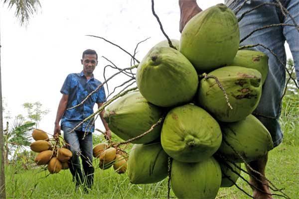 Tembus Profit Rp 24 Juta per Bulan, Petani Sawit ini Beralih ke Tanaman Kelapa