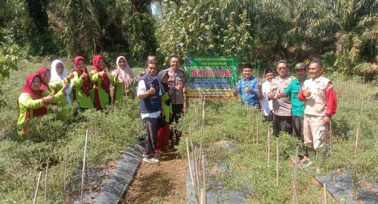 Kades Marga Jaya : Daripada Bergantung Pada Fluktuasi Harga TBS Sawit, Mending Tanam Cabai