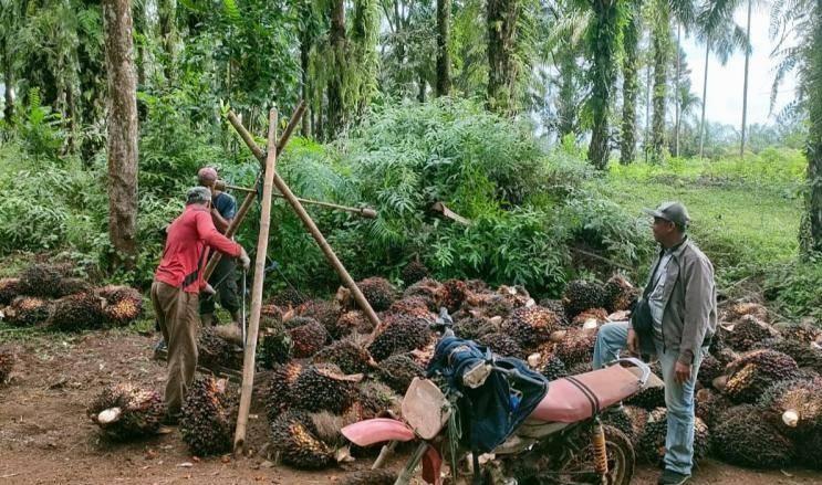 Menjelang HUT RI, Harga TBS Sawit Sumut Merangkak Naik