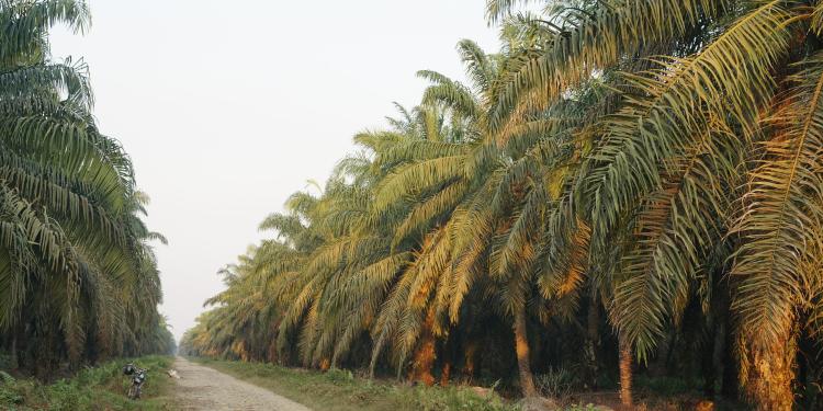 Kebun Sawit Luas Tak Jamin Petani Sukses, Kok Bisa?