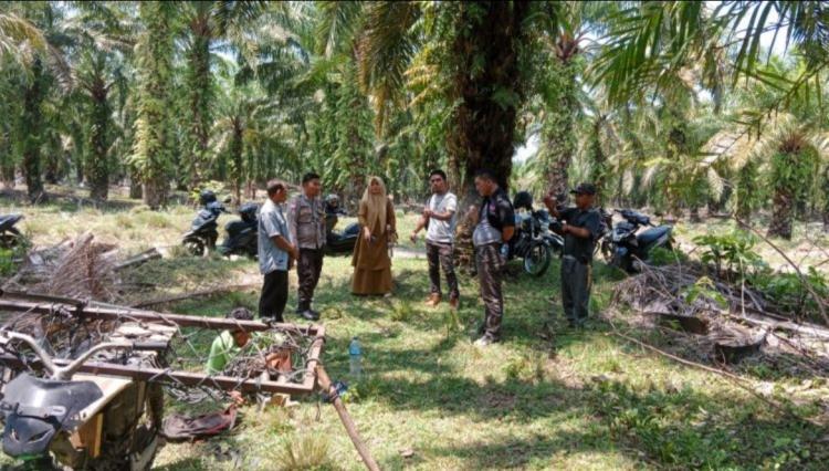 Geram Keuangan Tak Transparan, Masyarakat Panen Sawit Kebun KMD