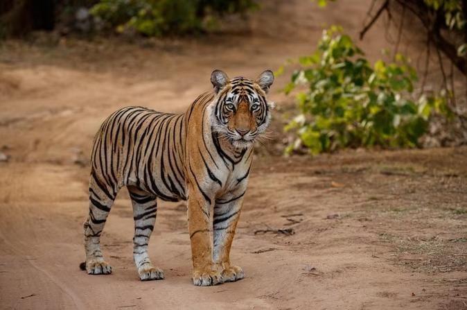 Harimau Lapar Masuk Kebun Sawit, Warga Diminta Waspada