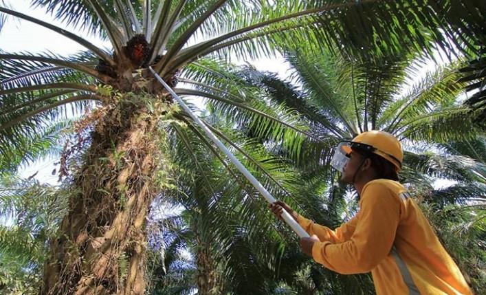 Subsektor Perkebunan Jadi yang Paling Untung di Bengkulu