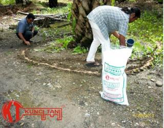 Petani Sawit Keluhkan Harga Pupuk yang Mahal, Arnop : Pemupukan Tidak Setiap Hari!