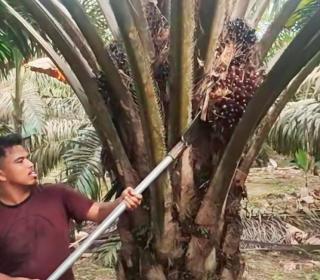 Penetapan Harga Antara Petani Mitra Perusahaan dan Petani Swadaya Belum Adil, Apa Solusinya?