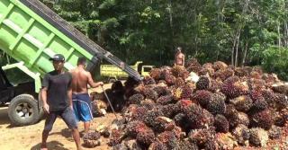 Sawit Jadi Tulang Punggung Penerimaan Pajak Negara, Segini yang Didapat