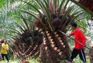 Petani Sawit Enggan Bayar Pajak Walau Ada Program Pemutihan