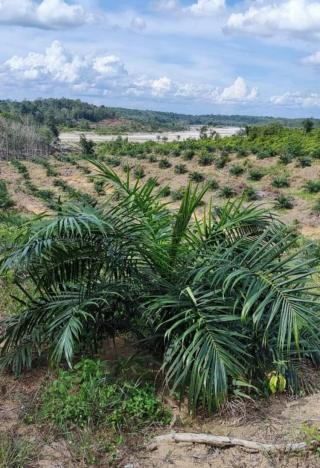 22 Perusahaan Sawit Riau Ajukan Pemutihan Kebun di Kawasan Hutan