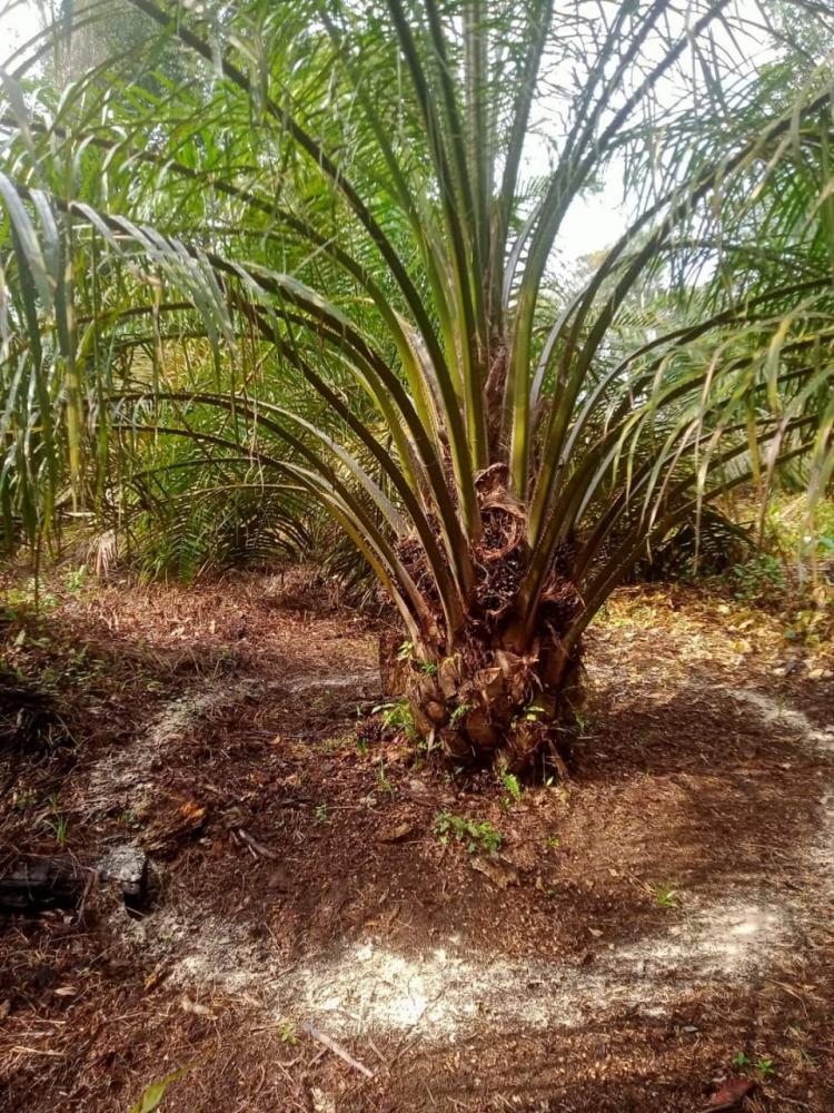 Kemarau Tiba, Kebun Sawit Harus Terus Dirawat