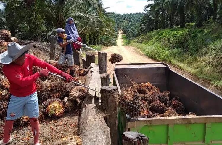 Repot Urus Sawit, Petani Sawit Bisa Coba FPKM