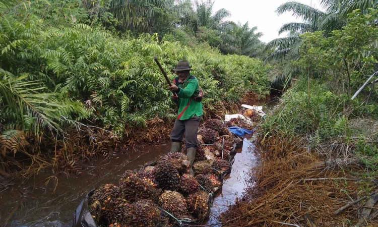 Begini Caranya Agar Sawit di Lahan Gambut Tokcer