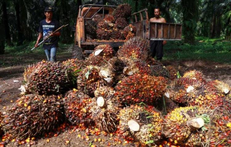 Walau Produksi Sawit Menurun, Harga Sawit Malah Naik