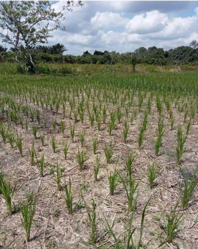 Lebih Tahan Saat Kemarau, Petani Bengkulu Pilih Tanam Sawit Daripada Padi