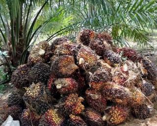 Produksi Kebun Sawit Bengkulu Selatan Menurun, Kenapa?