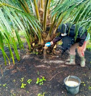 Petani Sawit Harus Paham. Beda Jenis Pupuk, Beda Fungsi