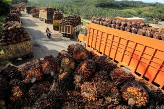 Perkembangan Mutakhir Industri Sawit Indonesia: Benarkah Sawit Tak Berperan dalam Perekonomian Global?