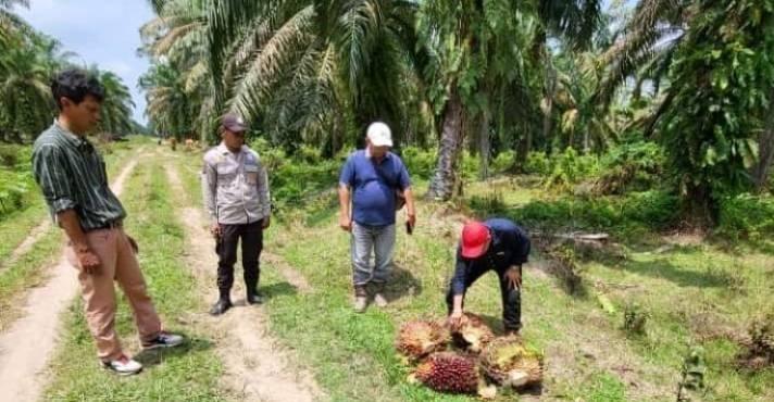 Apkasindo Sumbar Berharap Harga Sawit Kembali Rp 3.000 / Kg