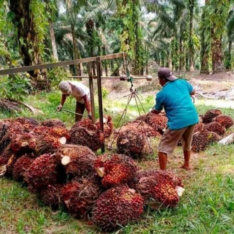 Harga Sawit Hanya Diumumkan Via Whatsapp, Eddy : Tidak Semua Petani Masuk Grup WA!