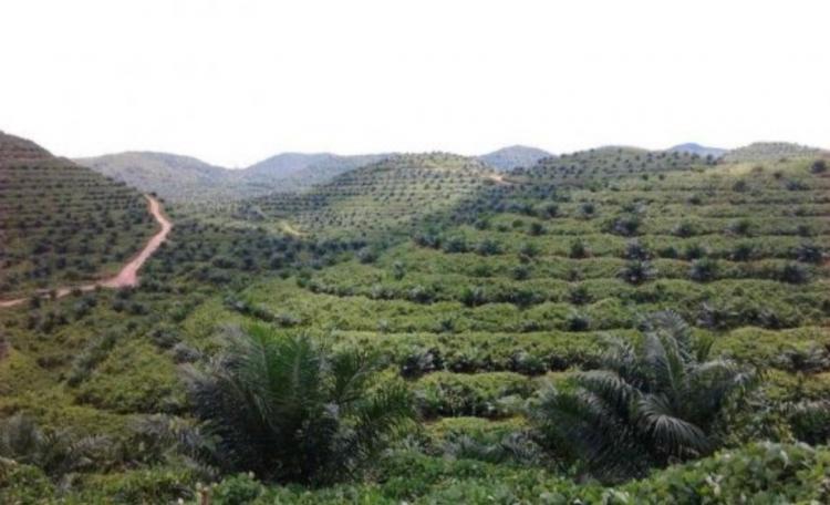 Pemerintah Dorong Petani Bangun Objek Wisata di Kebun Sawit