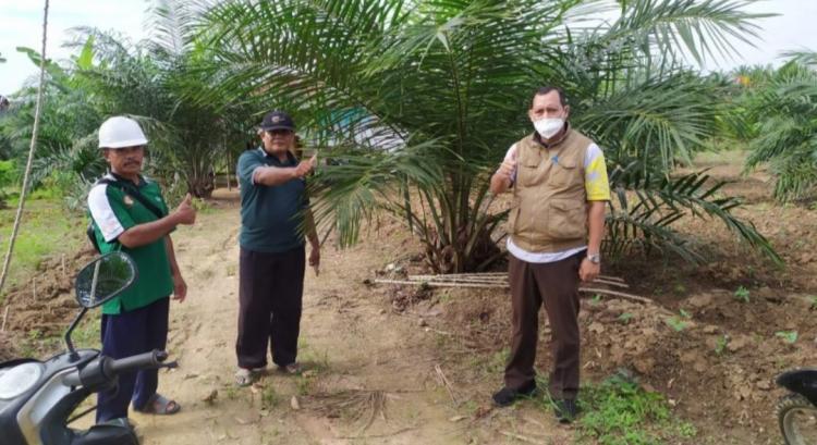 Premi RSPO Cair Rp 600 Juta Untuk Petani Sawit Paser