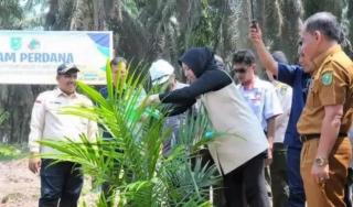 Bupati Inhu Ikut Serta Tanam Perdana PSR di Desa Tasik Juang