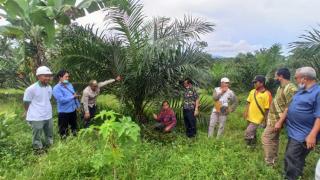 254 Hektar Kebun Sawit Paser akan Ikut PSR