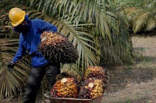 Buruh Sawit di Bengkulu Berpenghasilan Rendah